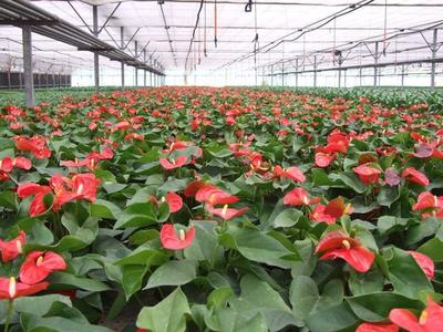 设施农业 花卉产业筑就经济支柱，这些国家已占领先机