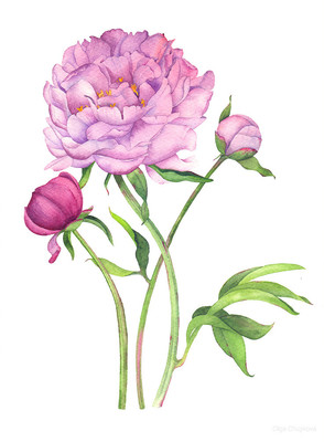花的呼吸 水彩画中的植物慰藉