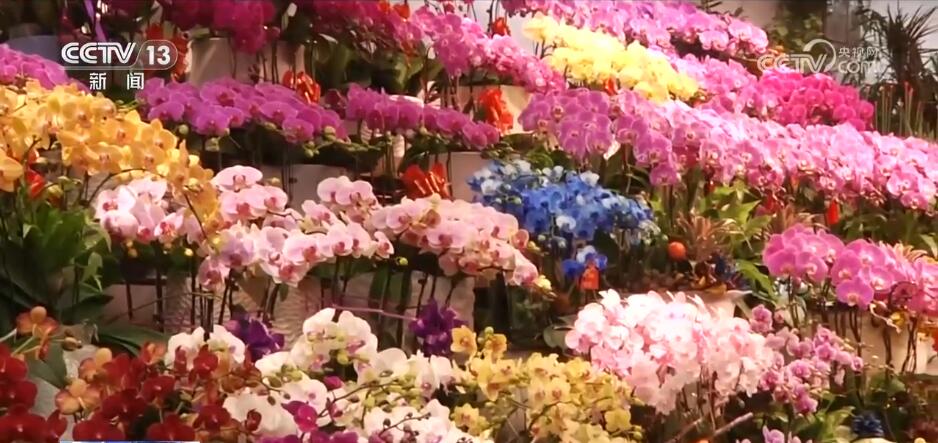 “花样经济”消费热度不减 “鲜花轨迹”纵跨南北扮靓中国年