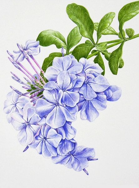 彩铅花卉手绘 一朵花的温柔时光