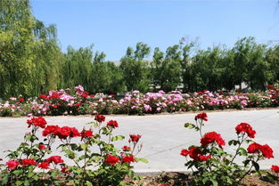 繁花五月时 探访工厂“花园”的精神与美丽