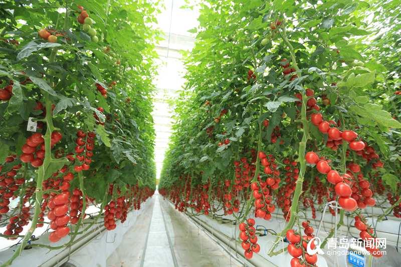 厉害了！“世界单体面积最大蔬菜花卉工厂”在西海岸正式开建，翻开现代农业新篇章