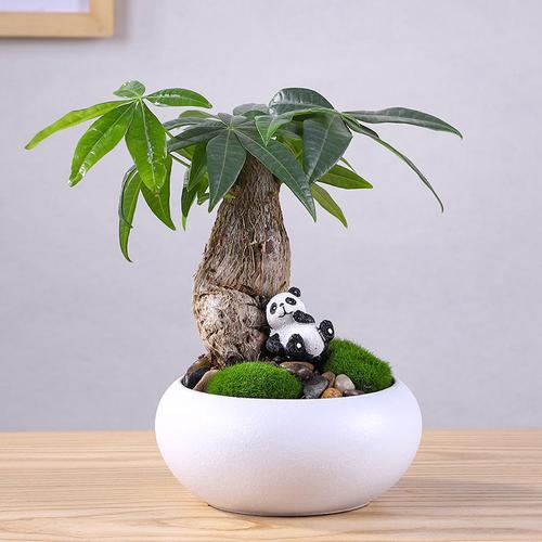 发财树盆栽植物室内小盆景四季常青绿植客厅办公室盆栽花卉招财树