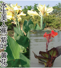 【紫叶花卉】最新最全紫叶花卉 产品参考信息